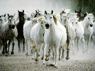 lovas kép 3